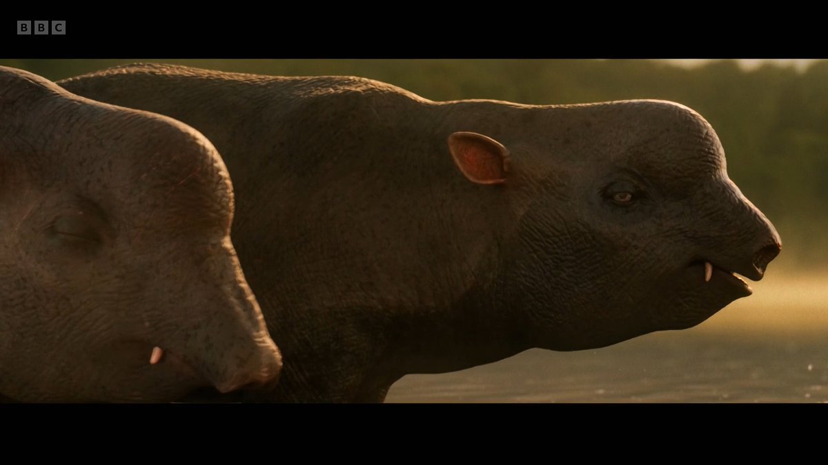 raftingzalmoxes's tweet photo. 🚨SCREENSHOTS FROM THE FIRST TRAILER OF #EvolutionWithChrisPackham , coming 13 JULY!
METASPRIGGINA, NUMIDOTHERIUM AND OTHER CREATURES NEVER SEEN ON-SCREEN BEFORE WILL BE FEATURED! https://t.co/CHpUaORjJn