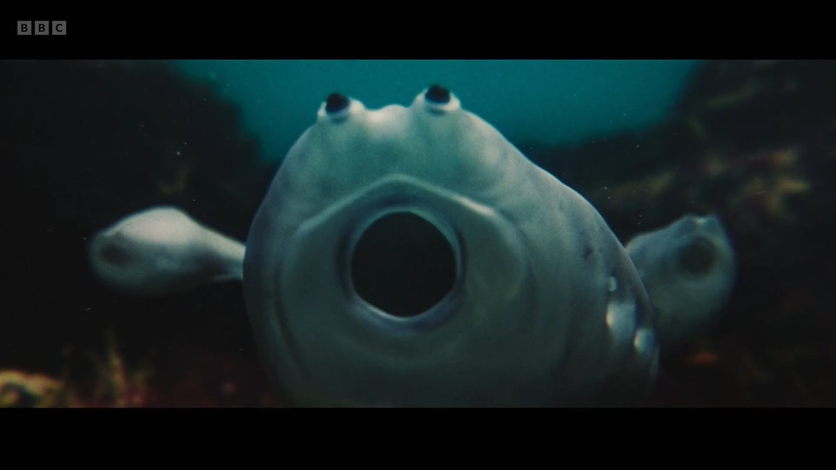 raftingzalmoxes's tweet photo. 🚨SCREENSHOTS FROM THE FIRST TRAILER OF #EvolutionWithChrisPackham , coming 13 JULY!
METASPRIGGINA, NUMIDOTHERIUM AND OTHER CREATURES NEVER SEEN ON-SCREEN BEFORE WILL BE FEATURED! https://t.co/CHpUaORjJn