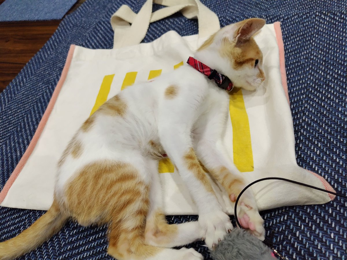 masato2zz's tweet photo. 本日でおこげさん推定3ヶ月なので(笑)
首輪をつけてあげた🤭 https://t.co/4Q1j39gEdj