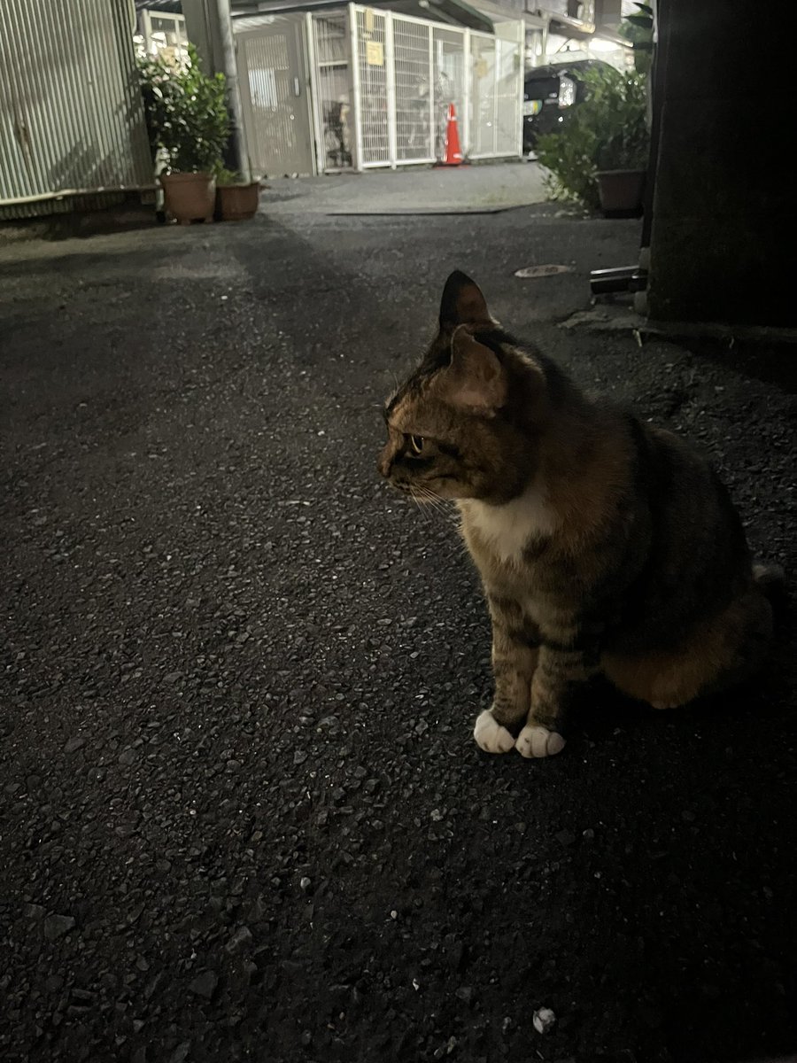 ha___oO5's tweet photo. また会えてうれしい🐈‍⬛ https://t.co/GPlnq7ad5f