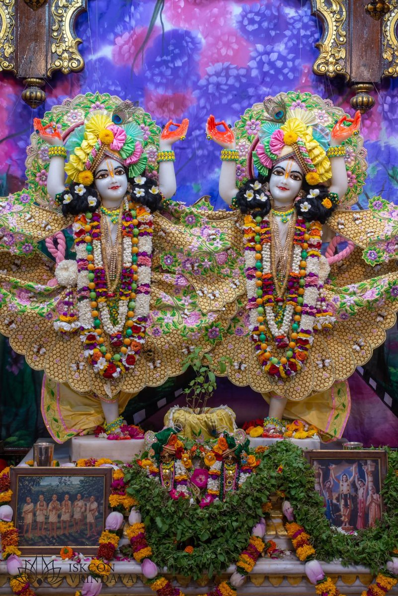 theholy_monk's tweet photo. Today's Singar Darshan 
ISKCON Temple Vrindavan 
Date: 01 Jul 2026 Wednesday 

🌾🍏🥀Nitai Gaurang 🥀🍏🌾 https://t.co/cGsQTA6H0Q