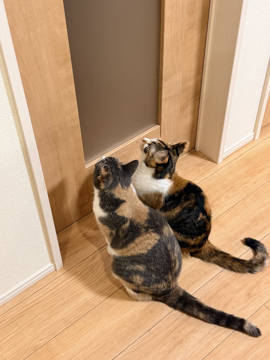 GottsuX's tweet photo. 奥様が仕事を終えて帰ってくるので、出待ちする猫
#猫のいる暮らし
#三毛猫 https://t.co/RHenf1MX1s