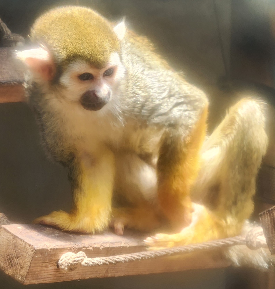 hyper_leopard's tweet photo. コモンリスザル
2025年・大宮公園小動物園

#動物園 #動物公園 #動植物園 #リスザル https://t.co/XSOl6MVMxW