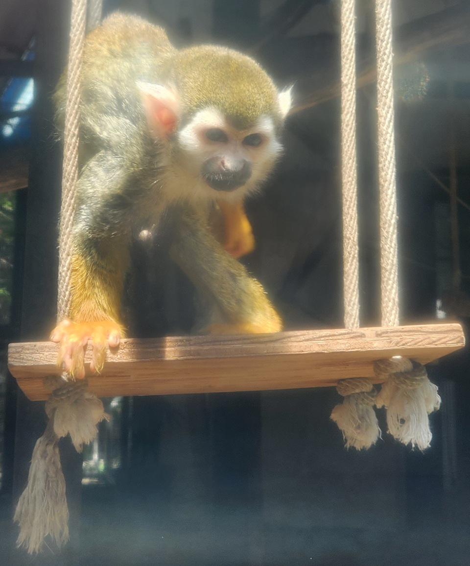 hyper_leopard's tweet photo. コモンリスザル
2025年・大宮公園小動物園

#動物園 #動物公園 #動植物園 #リスザル https://t.co/XSOl6MVMxW