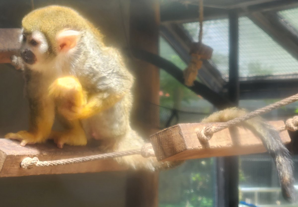 hyper_leopard's tweet photo. コモンリスザル
2025年・大宮公園小動物園

#動物園 #動物公園 #動植物園 #リスザル https://t.co/XSOl6MVMxW