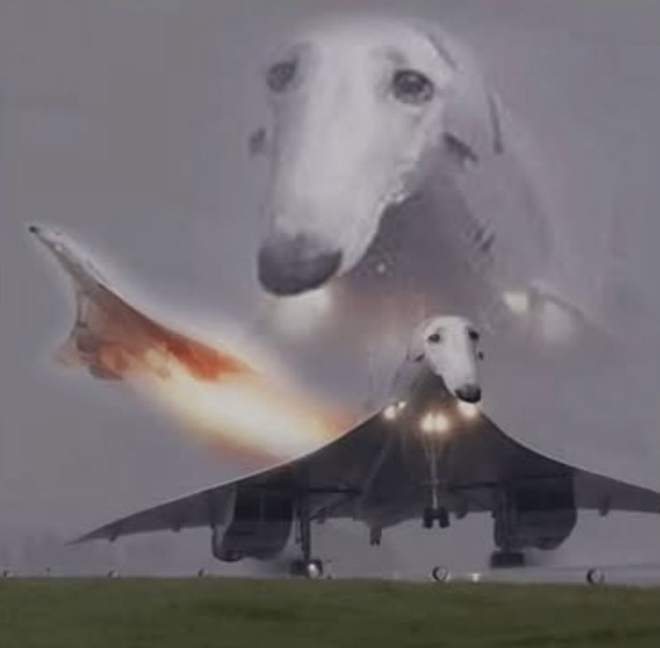 Planedog tweet media