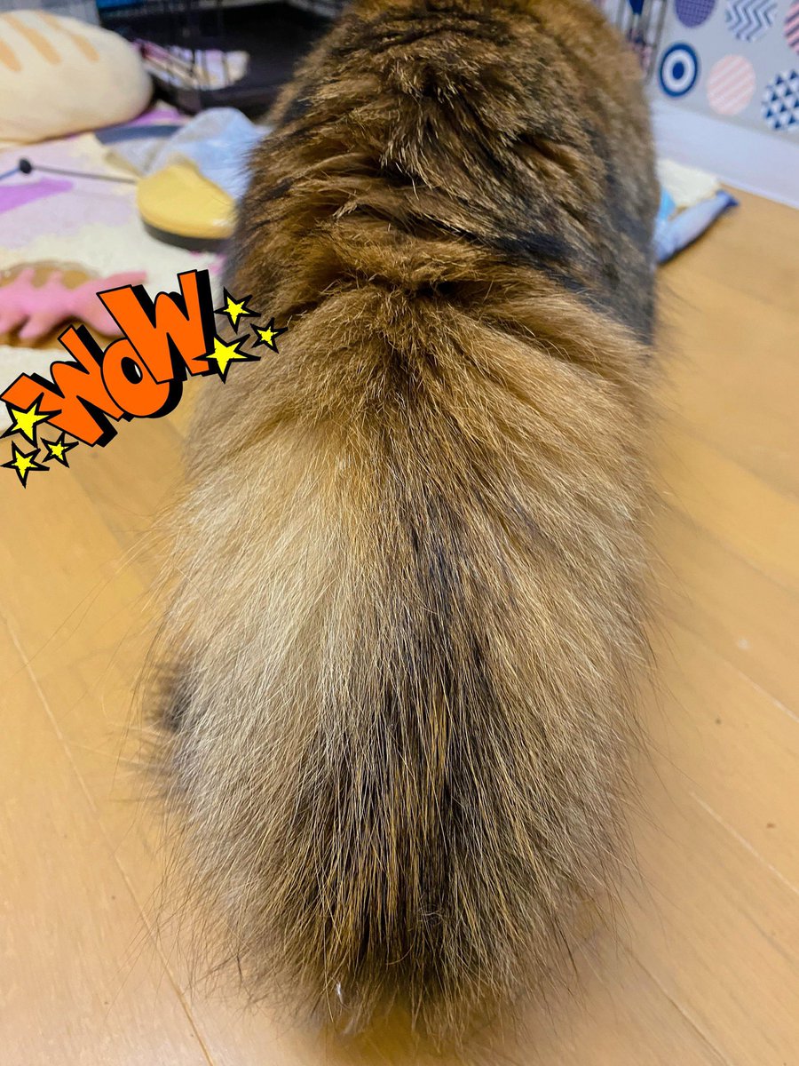 cat_1228's tweet photo. 猫がゴロゴロしたあとに触ると、たまに「パチッ⚡️」ってなる😂
冷房つけっぱなしだと湿度が下がるから、加湿もしないとな

キジトラさん、毛だらけなんよ https://t.co/YZTVDX5k9t