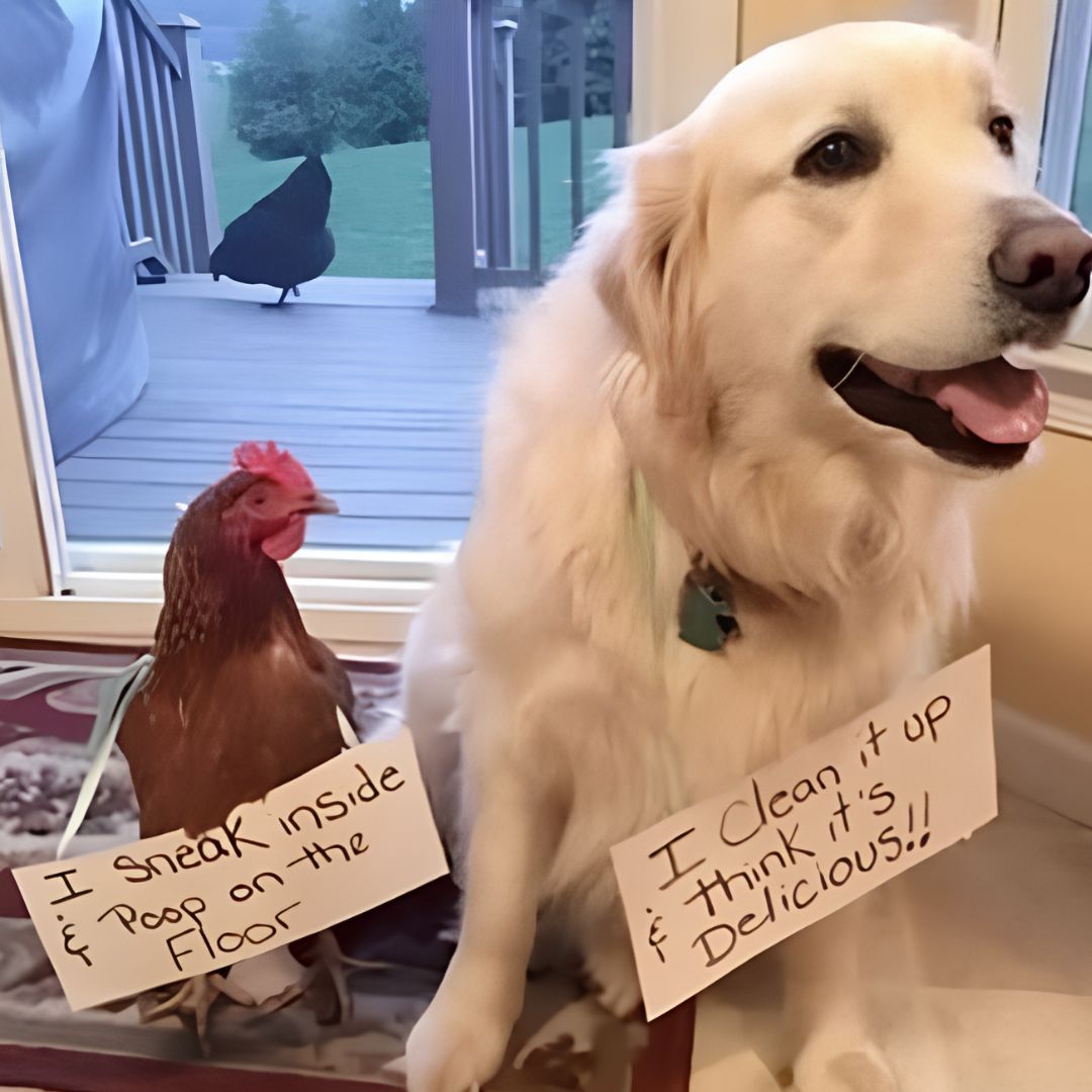 CackleHatchery's tweet photo. 🌿 Backyard flocks can be a rewarding part of a more sustainable lifestyle, providing fresh eggs and endless enjoyment.

#Homesteading #SustainableLiving https://t.co/IbnpMEXk2E