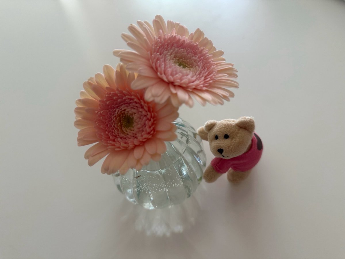 f_l_is's tweet photo. 娘と渋谷に遊び行ってお花買って帰宅👧🏻子ども部屋用に一緒に生けてたらクマさんお花見える？っておもちゃ箱から添えてくれた🧸ピンクガーベラの花言葉は思いやり、感謝だからピッタリだね🥳🌸 https://t.co/Uuliy1Pwob