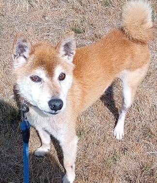 felix_anima_'s tweet photo. 現在、長野県諏訪保健所では迷子の柴犬を保護しています。保護場所は長野県諏訪郡富士見町南原山付近です。装置物はありません。10歳以上の未去勢の男の子です。人慣れはしていますが少し落ち着きがありません。お心あたりのある方は長野県諏訪保健所までご連絡をお願いしますhttps://t.co/MFlhC6RDLS https://t.co/zaIydkIt7g
