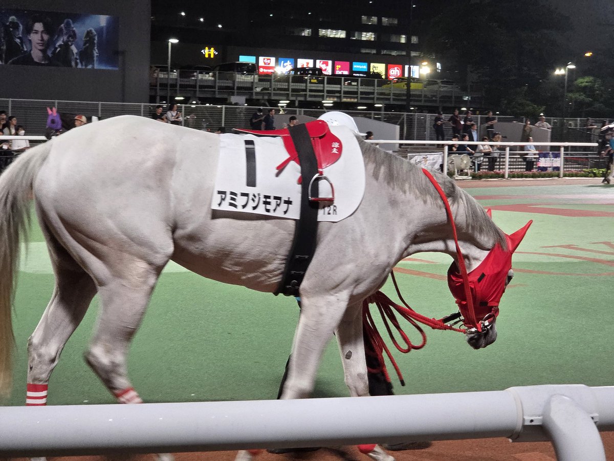 masayo1217's tweet photo. 本日の大井競馬場12R
私の推し馬アミフジモアナちゃんが出走しました🐎
残念ながら馬券内ではありませんでしたが、暑い中がんばって走ってくれてありがとう❤
#アミフジモアナ 
#芦毛
#牝馬
#菅原涼太騎手
#大井競馬場 https://t.co/Sxpd2KvCgJ