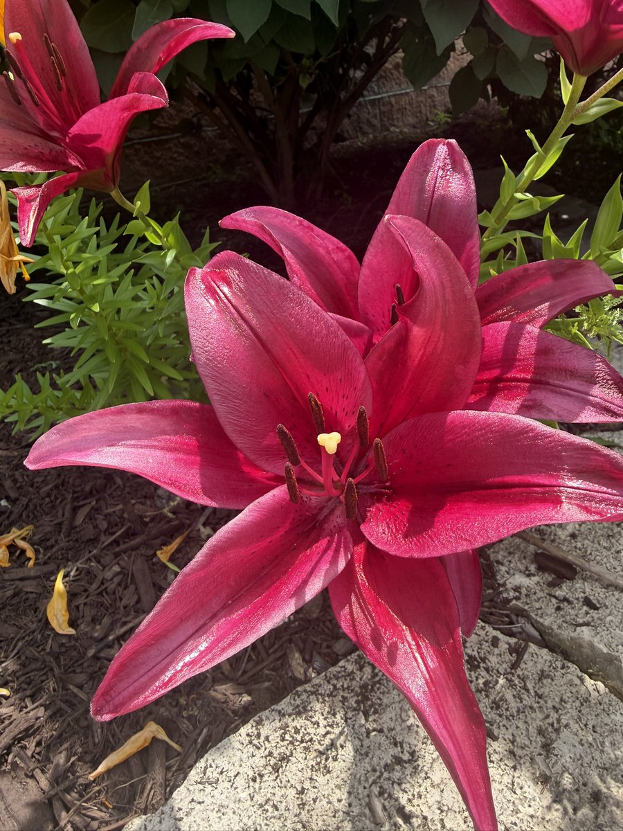 KayalPka's tweet photo. When you want something, all the universe conspires in helping you to achieve it ~ Paulo Coelho
#natureisbeautiful
#FlowersOnWednesday
#Trust_The_process
#Finding_joy_in_little_things
♥️💚♥️💚 https://t.co/nDZmhNrJUN