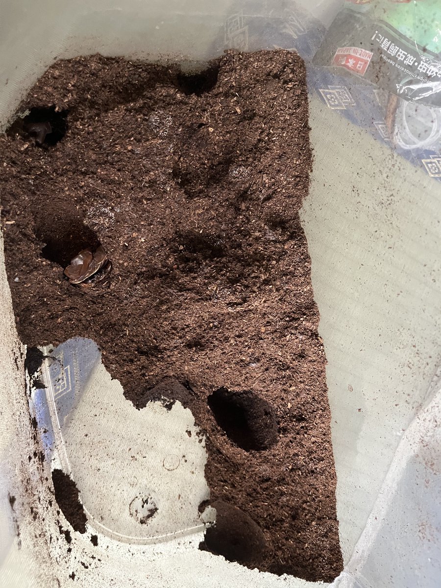 sonoda_sh's tweet photo. カブトムシ
7割位は羽化した感じかな

ペットボトル等のも羽化成功

掘り出したサナギはトイレットペーパーの芯に入れて羽化待ち https://t.co/35vlJfXnBa