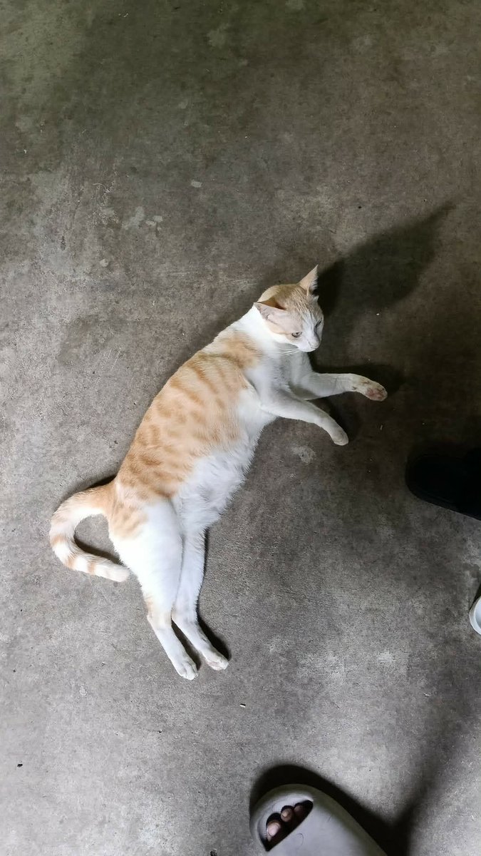 ppoonnn16's tweet photo. #ขออนุญาตประกาศตามหาแมวหาย
- ชื่อเป๋าตุง แมวเพศผู้ (ทำหมันแล้ว) สีส้มขาว หางยาวตรง ตัวอ้วนๆ ใหญ่ๆ
-หายบริเวณ ซ.งามวงศ์วาน 6 แยก23 หรือแยก 21 (โซนเดียวกัน) 
หลังกระทรวงสาธารณสุข จ.นนทบุรี

หากผู้ใดพบเห็นติดต่อ 0614730938 เอิร์ท

ใครอยู่ระแวกนี้ช่วยหน่อยนะคะ แมวน้องหายหาจนทั่วก็ยังไม่เจอ คาดสายตาแค่ไม่กี่วิเอง
#ตามหาแมว