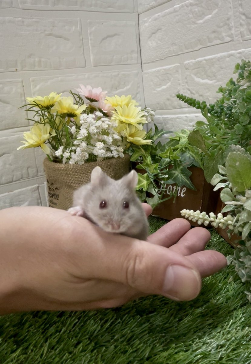 anicocodanna's tweet photo. キャンベルハムスター
赤目ライラック
数少ないです。

お問い合わせは@animal_coco まで
お願いします！ https://t.co/uYDRo6m2d3
