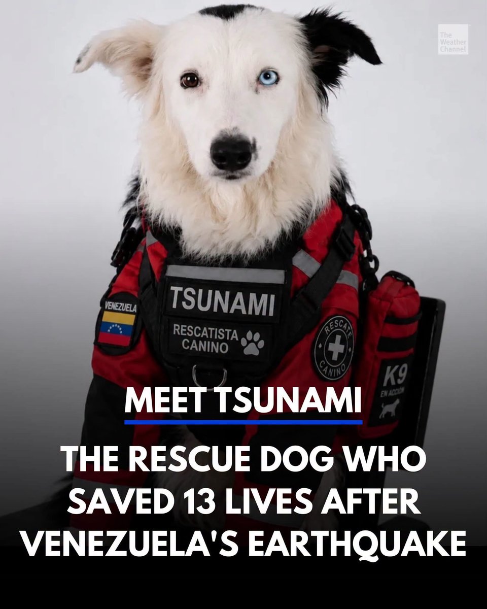 polishprincessh's tweet photo. Meet Tsunami. He is an eight-year-old Border Collie rescue dog who saved at least 13 lives after the June 2026 earthquakes in Venezuela. Originally found abandoned and malnourished on the streets of Caracas, he was rescued and underwent years of intensive training with the K-SAR ECID disaster canine unit. Alongside his handler Jorge Beens, Tsunami used his extraordinary sense of smell to locate survivors trapped deep beneath collapsed buildings and heavy rubble. His distinguished career also includes assisting in domestic landslide operations and international humanitarian efforts, such as the 2023 earthquakes in Turkey and Syria. Following his deployment in Venezuela, authorities confirmed that this disaster response marks Tsunami's final official mission before a well-earned retirement.