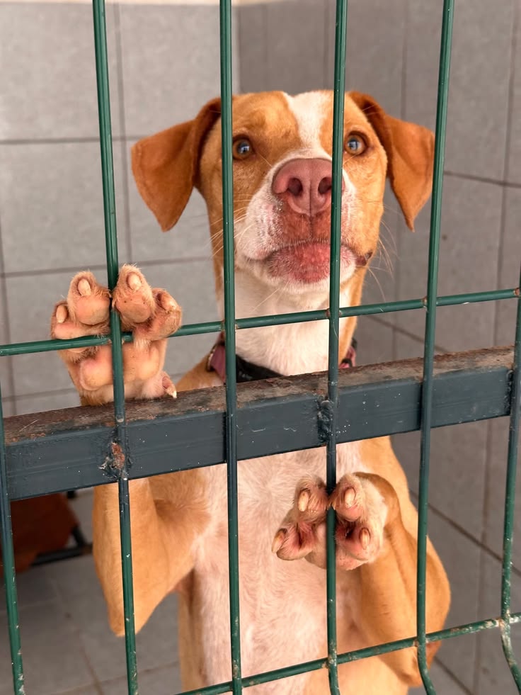 Viviifernande's tweet photo. Ele não sabe por que está aí.
Só sabe que continua esperando alguém.

Todo cachorro merece amor, um lar e uma chance. 🐾❤️ https://t.co/odn9EgQHPp