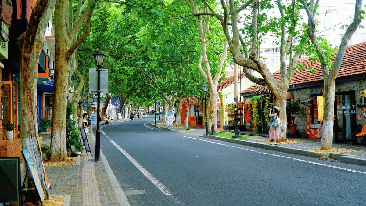BlackBallhey's tweet photo. 夏天的新威附路，又一次被浓荫覆盖了。道路两旁的法桐高大蓊郁，枝叶繁茂，叶片挤挤挨挨地连成一片，像一把撑开的巨伞，将盛夏的烈日挡在了树顶之上。阳光从叶子的缝隙里漏下来，在地上洒出一片斑驳细碎的光影。#最威海是环翠 https://t.co/15pxDnbwIe