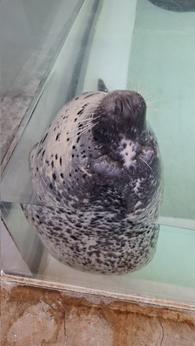 seaglass_kaijyu's tweet photo. 寝ているところを静かに撮影させていただきました🦭
1、2枚目はすやすや眠る姿を
3枚目はあずきちゃんと一緒に
4枚目は…白目になっているｼﾞｪ
2026.6
#城崎マリンワールド
#ゴマフアザラシ
#ジェット https://t.co/beazbWeUl6