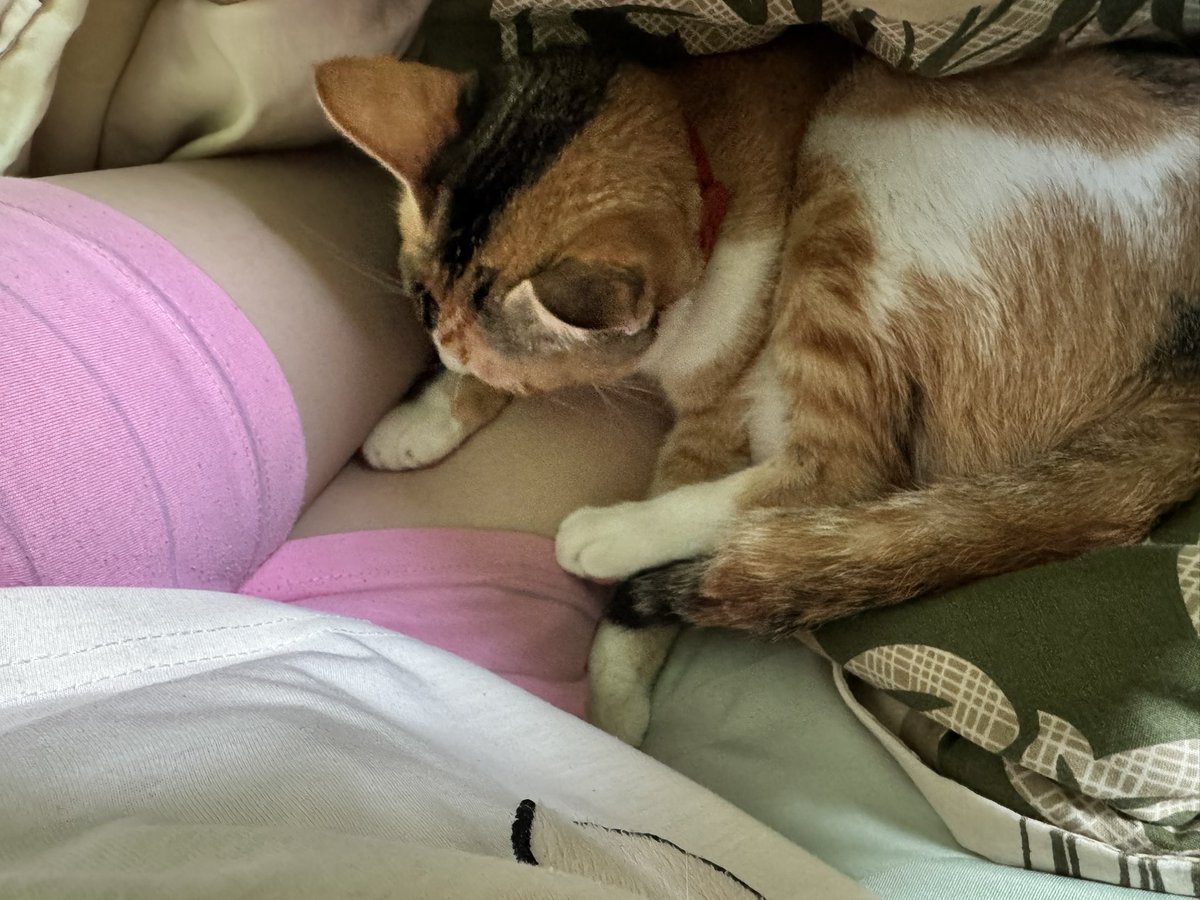 An_zuCH's tweet photo. I’m gonna miss this little clingy troublemaker when I’m back to Japan 😭😭😭 https://t.co/JGSwd5BXtO