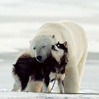 frnkbear's tweet photo. https://t.co/rGJxncNho7