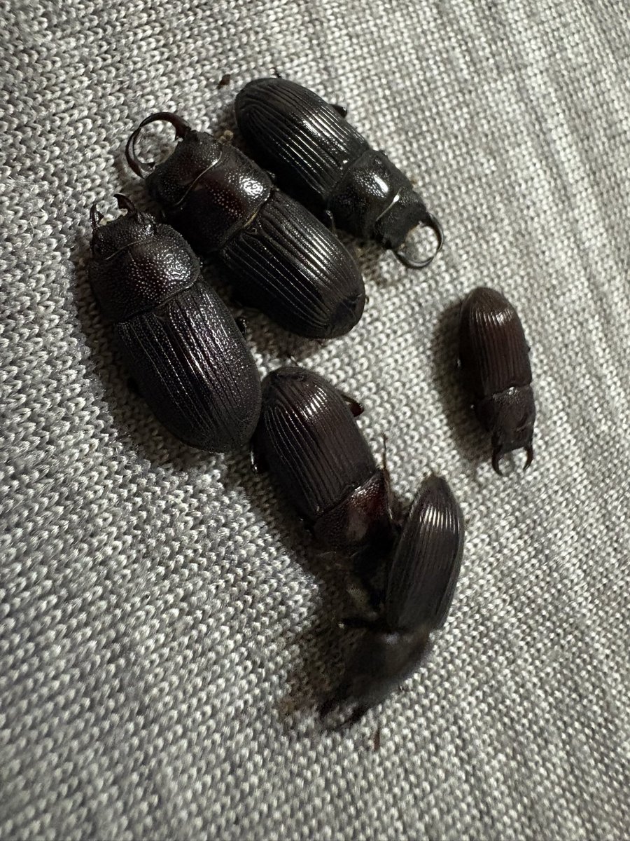 maru_Neolucanus's tweet photo. オキネブ祭りみんな小さい､オリジナルマルバネマットで育ててみたけど、赤枯れ多い方がよく育つのかな？ https://t.co/Ha9XUhEeGf