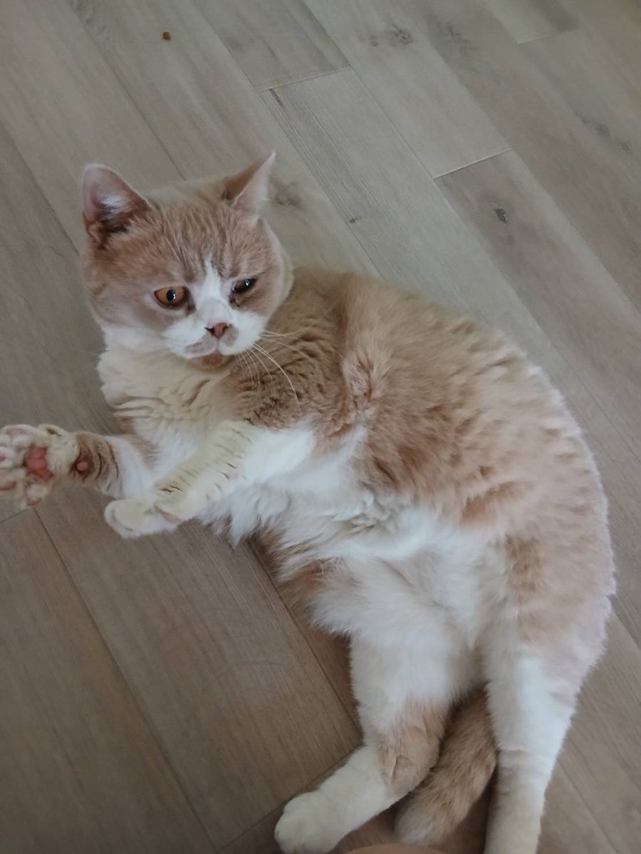 koichik7ks's tweet photo. お休みなさい🥱

#ブリティッシュショートヘア
#ねこ 
#猫 https://t.co/ncTLqas1kK