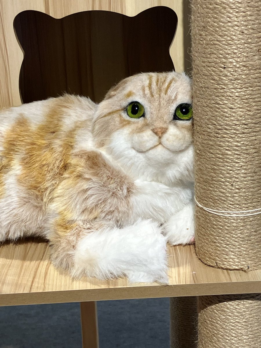 brunnen_'s tweet photo. 東京農業大学「食と農」博物館企画展「猫のすゝめ」とてもよかったです！8/30までやっていますよー。（月）休。
小田急線千歳船橋からバスで行きました。本数も多かったです。 https://t.co/aCDslEBFfp