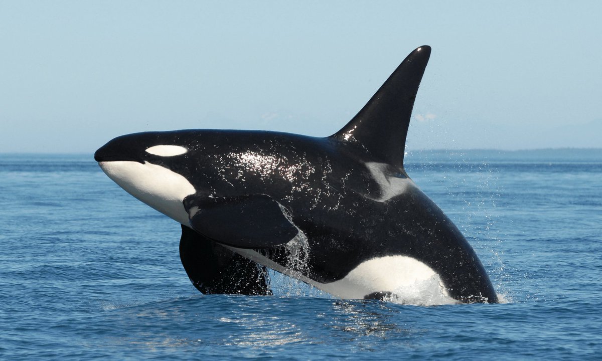 Orca | 📼VHorrorS tweet media