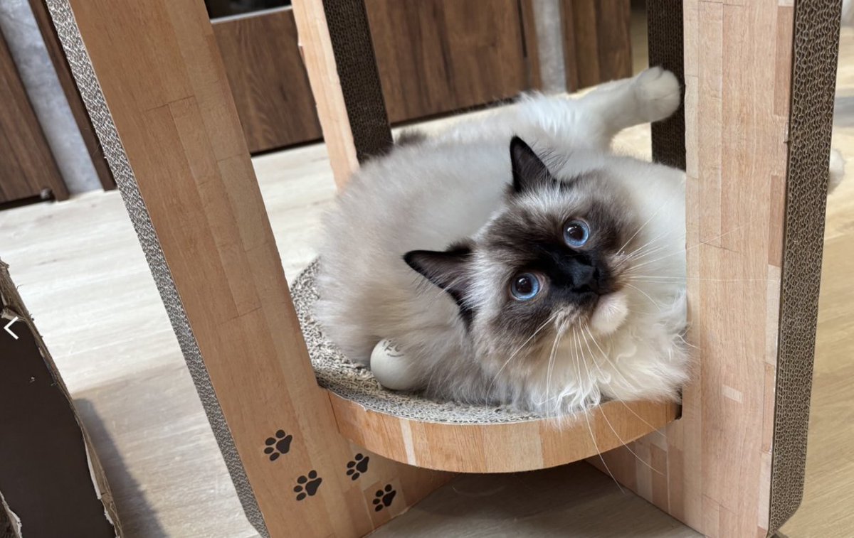 CygnusXDFP's tweet photo. 回到家ㄌ，嗚嗚嗚，再見ㄌ沖繩ㄉ太陽跟海洋QQ
然後對、我就是最大比黑
保母拍的每一張照片都比我拍的可愛兩百倍==🫴 https://t.co/7gPNgY8B2v