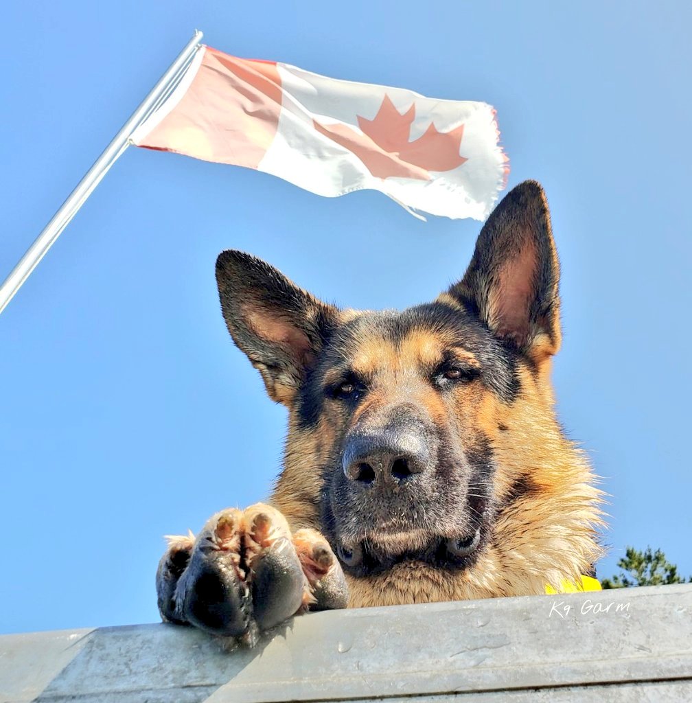 K9Garm's tweet photo. Happy Canada Day to our friends in the north 🇨🇦 

Sorry about the flag, it was a rough summer for weather on the lake that year. 

I took this picture from the water looking up at the moose on the dock. https://t.co/rRfEPCPv7O