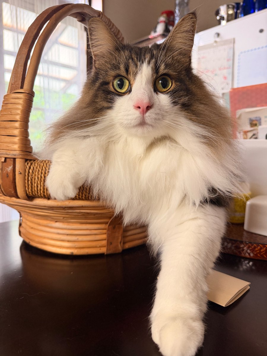 lionmatsuda's tweet photo. ๐๐ฑHappy 3rd birthday on June 29th! My lovely baby Apollo!!๐๐ฑ็ฃใพใใฆๆฅใฆใใใฆๆใๅฎถใซๆฅใฆใใใฆๆฌๅฝใซๆฌๅฝใซใใใใจใโฆ๐๐ฉท๐งก๐๐ฉตโจ
#mybestfriend https://t.co/Vy1ZFWDrxU