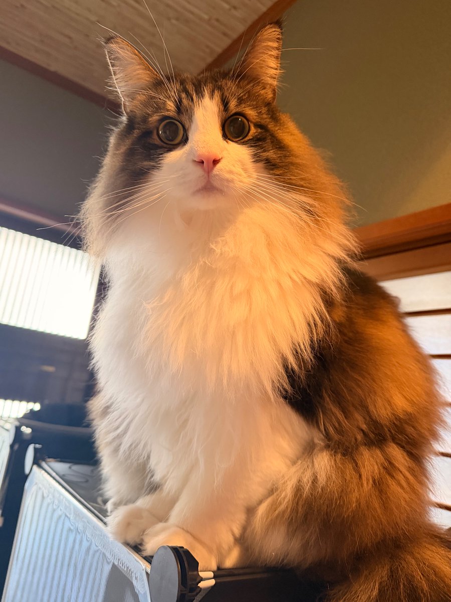 lionmatsuda's tweet photo. ๐๐ฑHappy 3rd birthday on June 29th! My lovely baby Apollo!!๐๐ฑ็ฃใพใใฆๆฅใฆใใใฆๆใๅฎถใซๆฅใฆใใใฆๆฌๅฝใซๆฌๅฝใซใใใใจใโฆ๐๐ฉท๐งก๐๐ฉตโจ
#mybestfriend https://t.co/Vy1ZFWDrxU