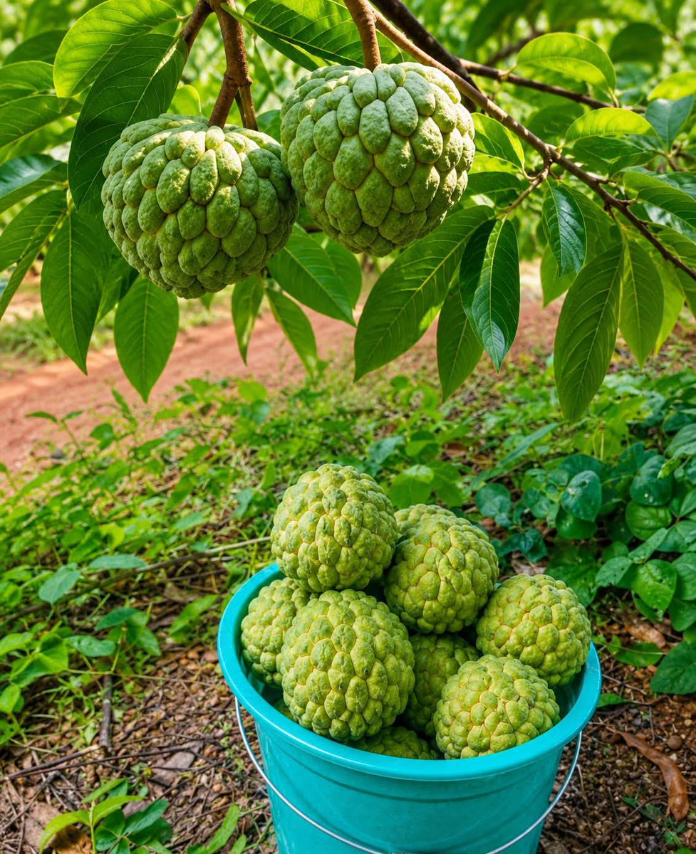 Kaylee897260686's tweet photo. Le corossol, un trésor tropical de Madagascar 🇲🇬🍃
Avec sa chair douce et parfumée, ce fruit exotique est apprécié autant pour son goût unique que pour ses bienfaits naturels. Une merveille de la nature malgache 🌿💚
#Madagascar #Corossol https://t.co/BIRzOBMS6x