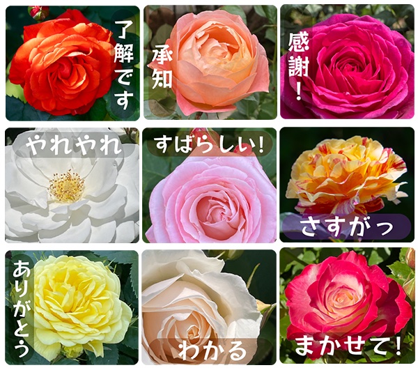 chao1340's tweet photo. 薔薇の写真だけを使ったLINEスタンプを作りました😊
今年はバラを撮る機会が多かったので 
お気に入りの写真ばかりです。
是非、薔薇好きの方に使って欲しい。😊
・毎日、薔薇に言葉を添えて2
https://t.co/nGqXoAolbo
#LINEスタンプ #薔薇 https://t.co/dSjBEWuWri