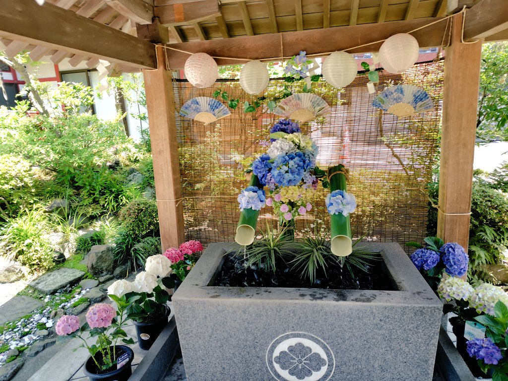 koemugi1's tweet photo. 宮城県　仙臺大神宮⛩️

境内の紫陽花が綺麗に咲いていました✨
手水舎や境内の飾り付けが季節ごとに彩られる神社です。
御朱印も期間限定や種類が多く楽しめます😄 https://t.co/e5N5UpqP3t
