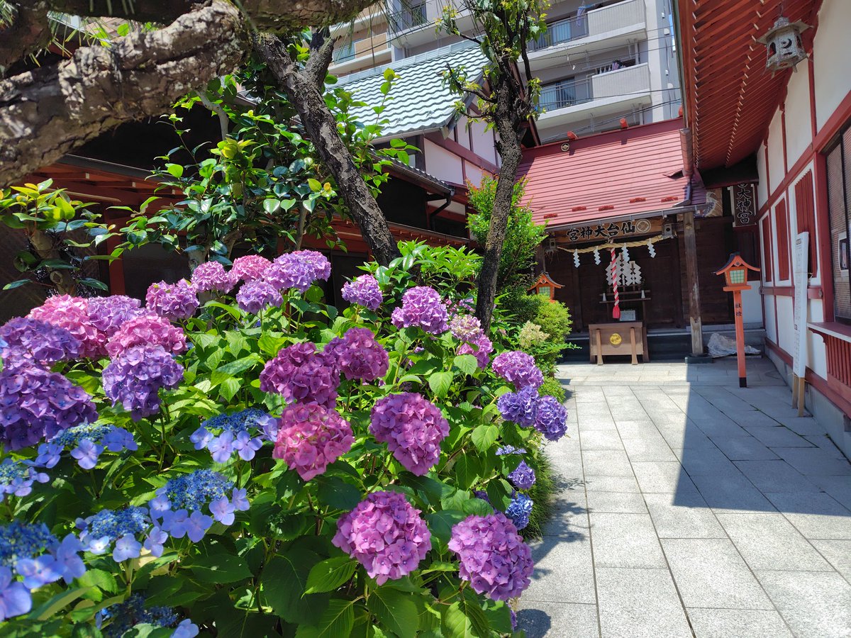 koemugi1's tweet photo. 宮城県　仙臺大神宮⛩️

境内の紫陽花が綺麗に咲いていました✨
手水舎や境内の飾り付けが季節ごとに彩られる神社です。
御朱印も期間限定や種類が多く楽しめます😄 https://t.co/e5N5UpqP3t