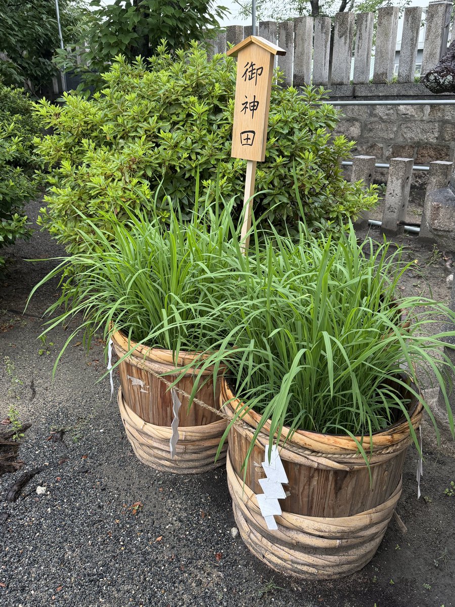 chamatea22's tweet photo. ７月1日
今月もよろしくお願いします

お昼からお一日参り
毎月お参りしている神社
今年はどちらの神社⛩️も
茅の輪がまだあり
くぐってからお参りできました
小雨が降っていたので人は少なく
ゆっくりとお参りしました https://t.co/O4RwpOolQ9