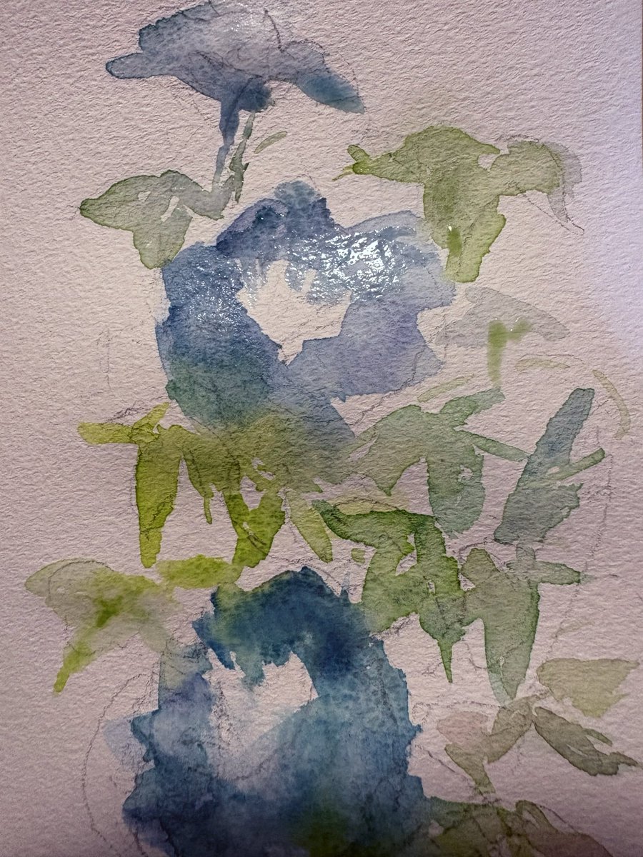 aUmiLievv's tweet photo. 朝顔 morning glory #watercolor https://t.co/MWmudx28RR