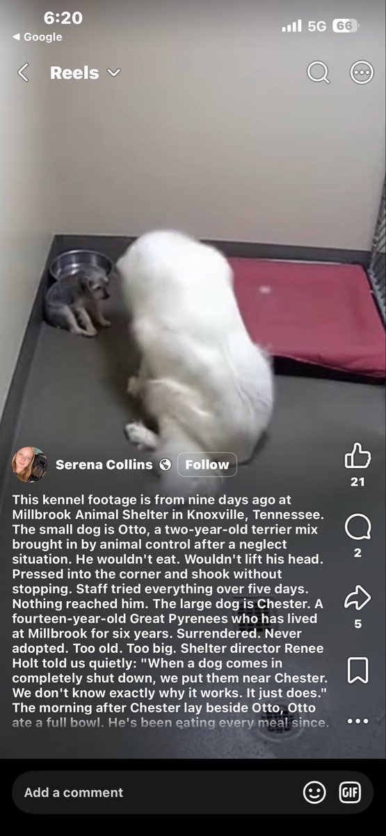 aaannaaannaa's tweet photo. @NickTrilloEsq @Gabriele_Corno Unfortunately it looks like this is one of those phony viral animal posts. It can be found shared using numerous different names/shelter locations on many different social media apps. https://t.co/bdnTTjY7Wo