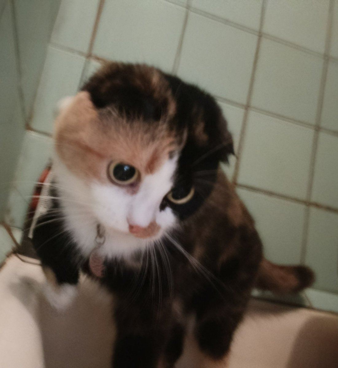 aSunnys1de's tweet photo. my cat humanization ok https://t.co/VNKoYlpRu1