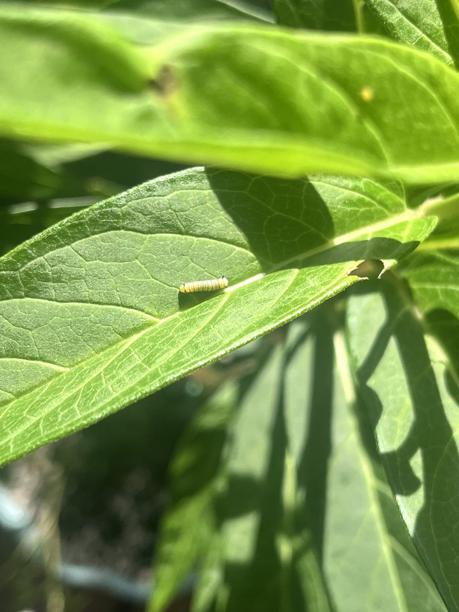 Amybcba's tweet photo. 🦋The ity bitiest monarch caterpillar. He and his siblings are on the screened in porch with our 2 chrysalis so we can safely release 🦋 https://t.co/pWhkl0ncVx
