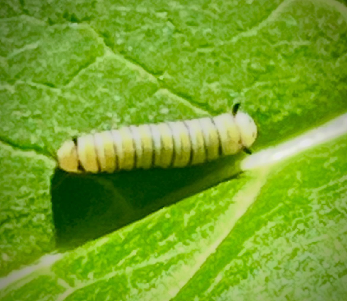 Amybcba's tweet photo. 🦋The ity bitiest monarch caterpillar. He and his siblings are on the screened in porch with our 2 chrysalis so we can safely release 🦋 https://t.co/pWhkl0ncVx