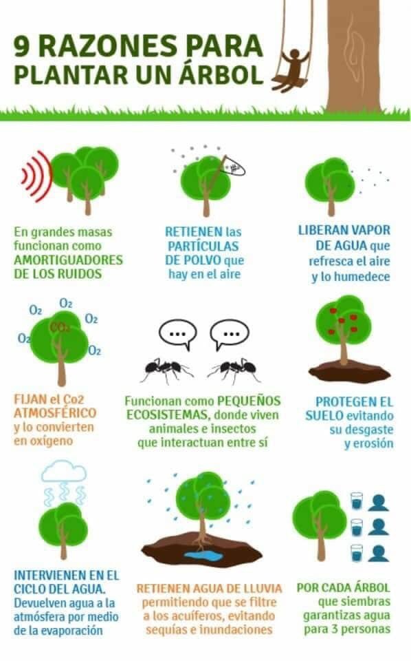PatyZavalat's tweet photo. 🌳🌴🌵🌲Los Árboles AYUDAN a reducir el estrés, algunos BENEFICIOS de los Árboles son: bajan la temperatura del aire, filtran los contaminantes urbanos, incrementan el valor de los inmuebles,
Respétalos y Cuida de Ellos 🙌❤️ 🌱🍃🍂🍁
#Arboles #Bosques
#OlaDeCalor #México https://t.co/nDzR1qdnm5