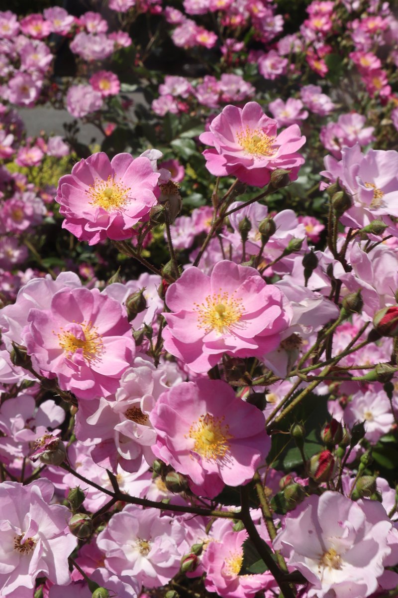 gontanokoneroku's tweet photo. Rose 😙

#Photography #Flowers #Rose https://t.co/8tAwkGNyWU