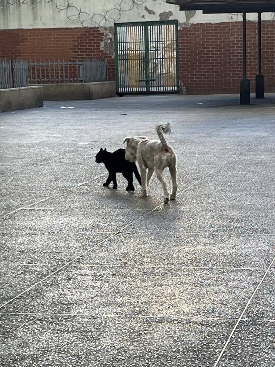 Mundacio's tweet photo. mientras otros perros salvan vidas Kabo le huele el ano a un gato https://t.co/HYwee4Hejm