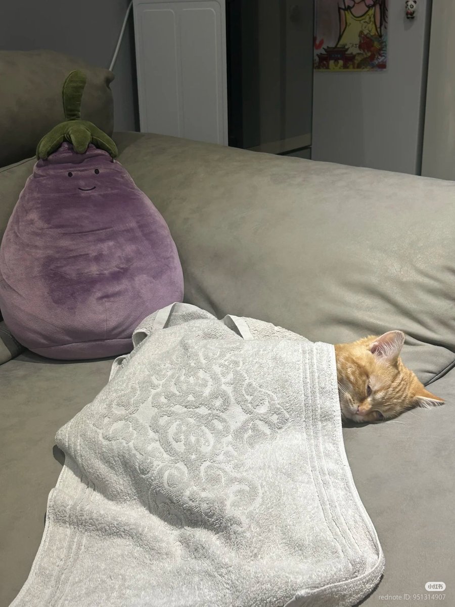 nocontextscats's tweet photo. 😴 https://t.co/m4VnagToc6