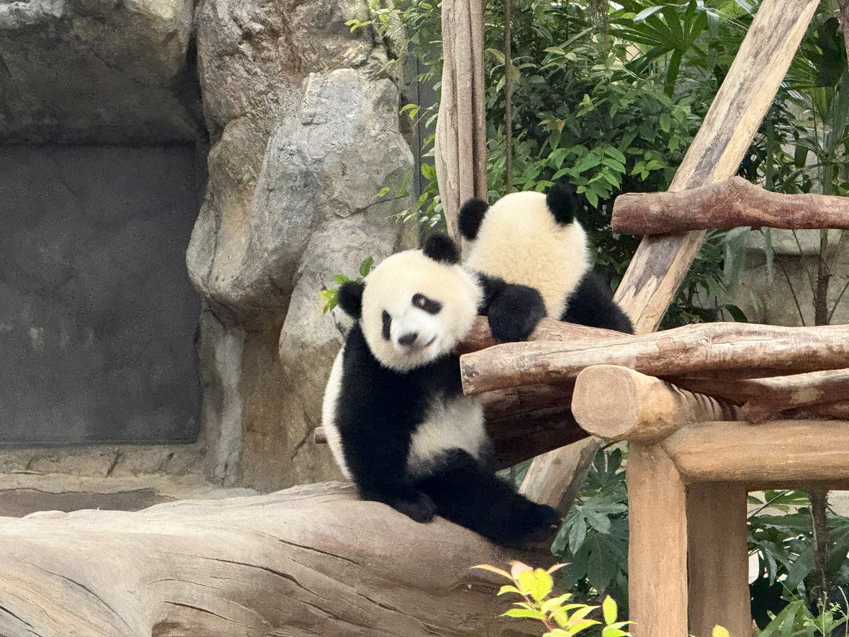 chobitrip_panda's tweet photo. 【このパンダは誰？】     
ヒント：弟に目印の色が付いているよ🟣
難易度：★★★★★★☆ 
撮影地：香港オーシャンパーク
撮影日：2025.08.03
回答：20:00頃
本日の提供者：匿名希望

1枚目こちらを向いてるのが弟
2枚目が姉です
双子ちゃんの名前をお願いします🥰 https://t.co/xKM3ozKxeF