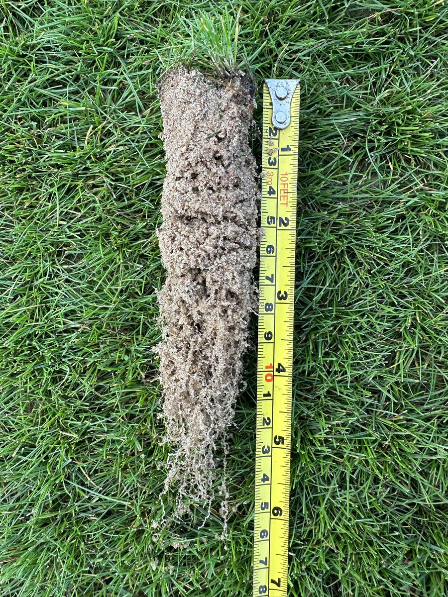 Brittasbayclub's tweet photo. Density of sward and root development increasing nicely, even managing to hold on to some moisture 💦

Great to see on our 7 week old green after its first mow at 12mm⛳️ https://t.co/I18oKyU3Gi