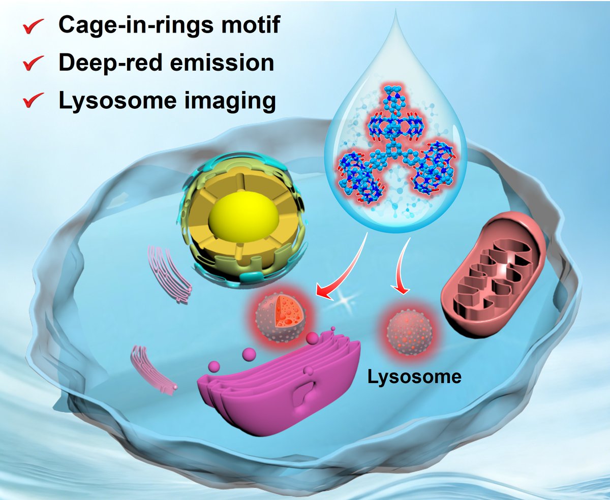 tjuwuhuang's tweet photo. Thrilled to share our latest work published in
@angew_chem on an exotic cage-in-rings bioimaging probe, TPBCage6+⊂3CB[8], enabling high-contrast, lysosome-selective, deep-red imaging in living cells https://t.co/OeiHq5gFyU @TianjinUniv1895  @YuWang1992 @SmartMat2 https://t.co/4cMJ5P0Yzv